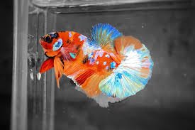 Launchpad and IEO: Investment Opportunities from Exchanges